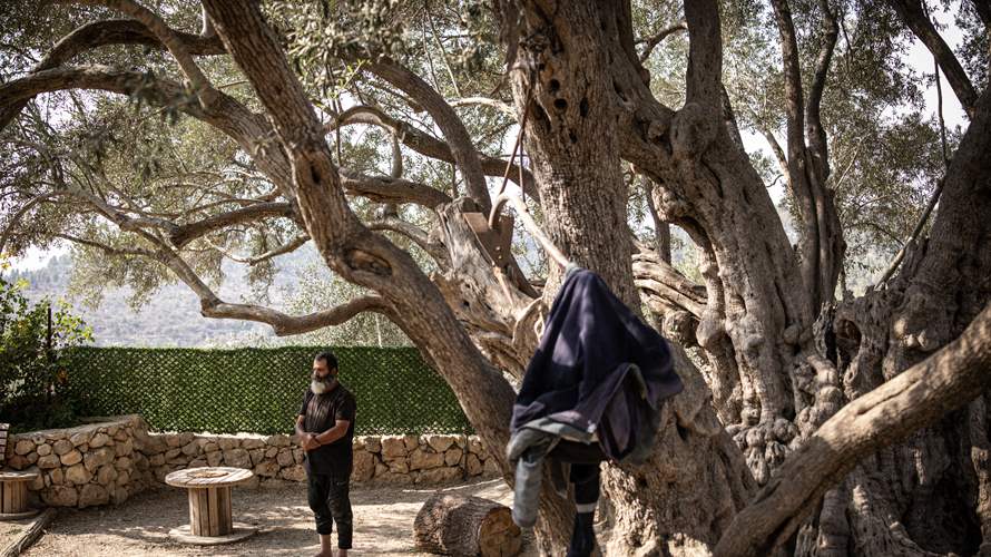 صامدة في مواجهة العنف... إليكم شجرة الزيتون المعمّرة بالضفة الغربية 