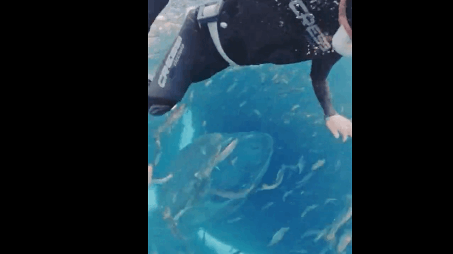 "كاد أن يبتلعها حوت أحدب ولكن"... لحظة مرعبة وتحول صادم في الأحداث (فيديو)