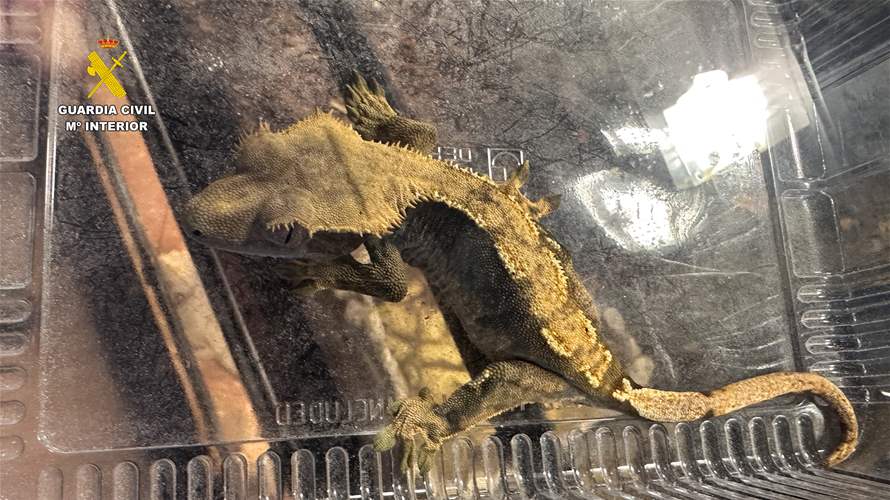 في اسبانيا... انقاذ المئات من الحيوانات الغريبة من محمية غير قانونية