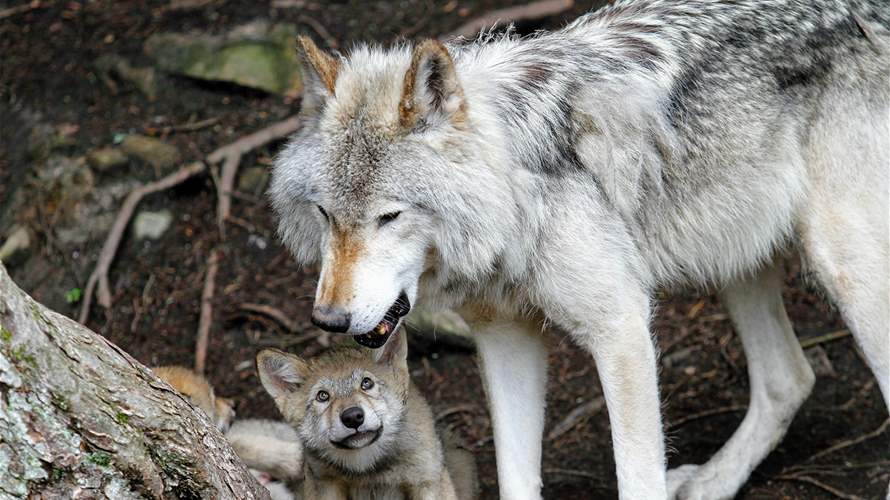 في مشهد خطير... رجل يقترب من قطيع ذئاب في متنزه وسط ذهول الحاضرين! (فيديو)