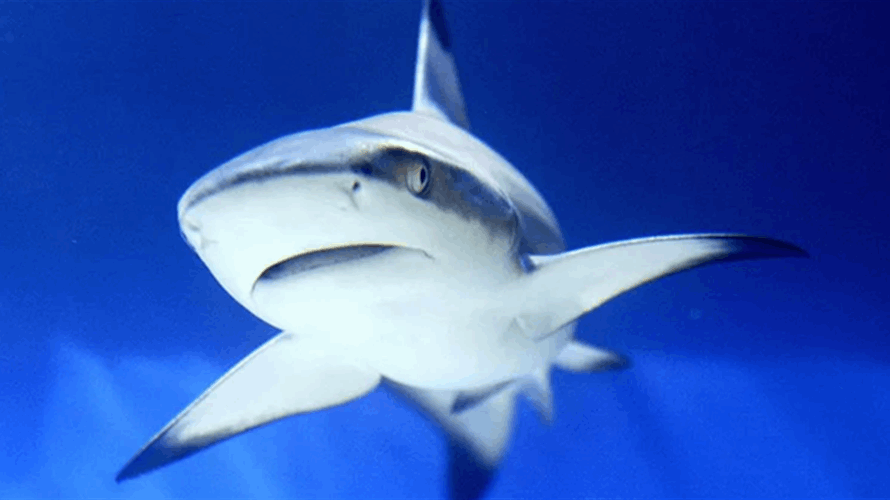 قرش يبتلع كاميرا غواص... والمشاهد التي التقطتها من داخل فمه مذهلة (فيديو)