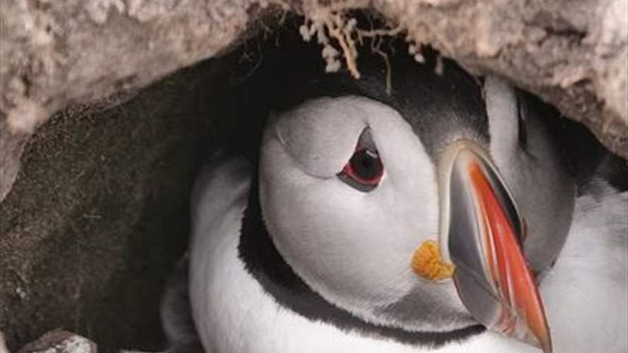 طيور البفن تتناقص بشدة في جزر إنكلترا... وهذه التفاصيل