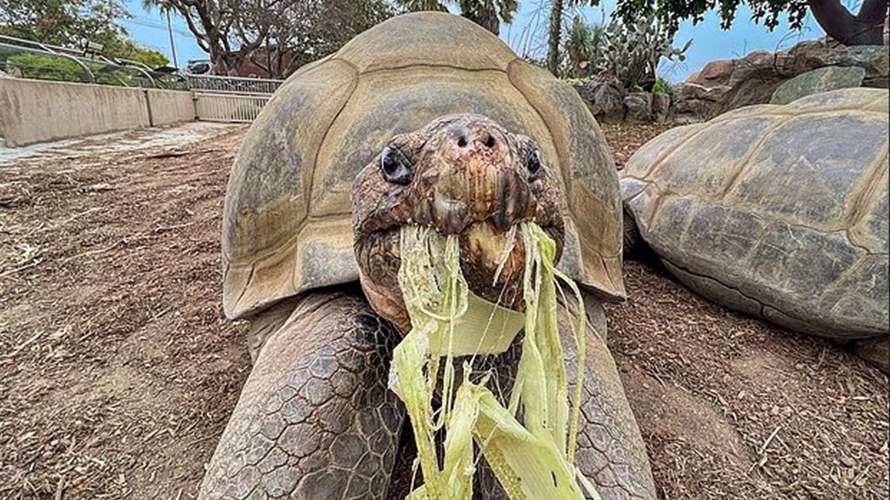السلحفاة التي عاصرت 20 رئيسًا أميركيًا ونجت من حربين عالميتين... رحيل "غاما" عن 141 عامًا