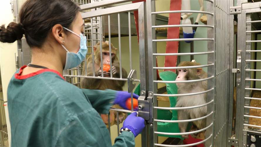 الولايات المتحدة تعتزم الحد من استخدام القردة في الأبحاث