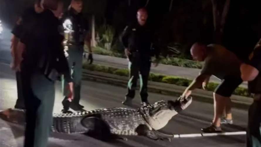 يزن 272 كيلوغرامًا... هكذا سيطرت شرطة فلوريدا على تمساح ضخم (فيديو)