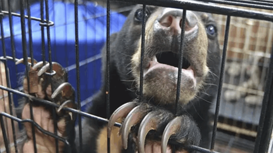 الاتجار بالحيوانات الحية بلغ مستويات قياسية عام 2025... وهذا ما أوضحه الانتربول