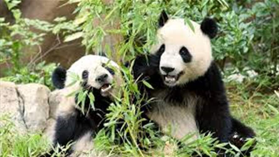 وسط خلافات ثنائية... حزن في اليابان قبل مغادرة آخر حيواني باندا عملاقة إلى الصين 