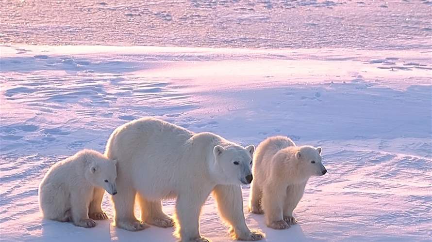 حالة نادرة جدا... دبة قطبية تتبنى شبلا لم تلده