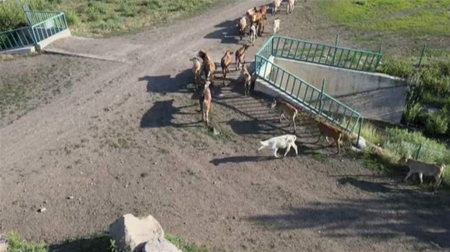  الحمّى القلاعية تصل إلى لبنان: إصابات محدودة وخطط تطويق لحماية الثروة الحيوانية