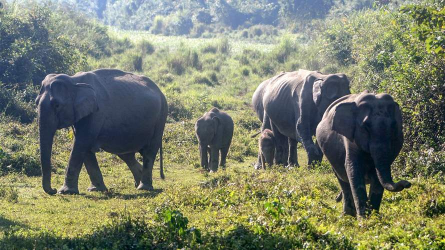 Seven elephants killed in India train accident