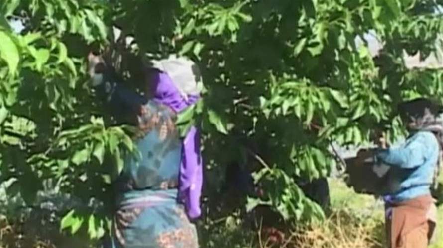 خطة استراتيجية عشرية لتطوير قطاع الزراع