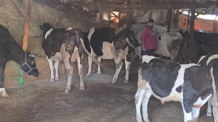 تقرير اليوم الثالث من حملة تحصين الأبقار ضد داء الحمى القلاعية