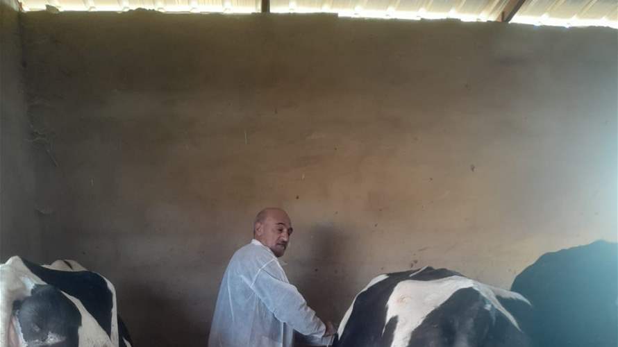 تقرير اليوم الثالث من حملة تحصين الأبقار ضد داء الحمى القلاعية