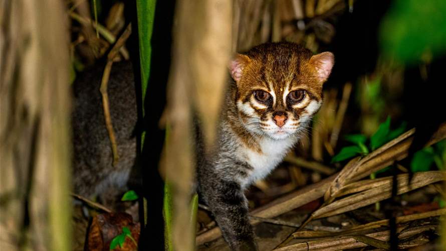  للمرة الأولى منذ 3 عقود... رصد قطّ مسطح الرأس في محمية تايلاندية (صور)