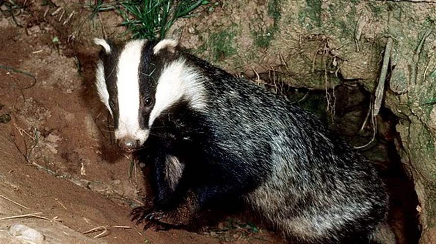 "قصة حب" برية تؤدي الى قطع الطريق لأشهر... تزاوج الغرير يربك قرية بريطانية