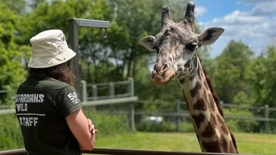 نهاية مؤلمة لزرافة مهددة بالانقراض… حادث مأساوي أنهى حياة "كيكو"