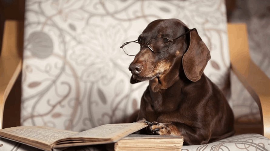 دراسة جديدة تكشف: بعض الكلاب تستطيع تعلّم الكلمات... وهذه هي الطريقة