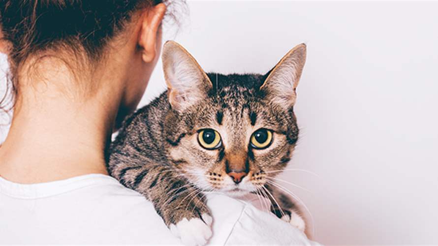 إلى محبي وأصحاب القطط... هذه المعلومة لكم! 