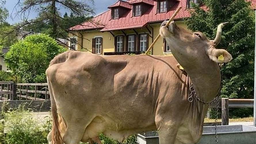 "بقرة عبقرية" تصدم العلماء… استخدمت عصاً لحكّ ظهرها والعلماء يعيدون تقييم ذكاء الأبقار بسببها (فيديو)