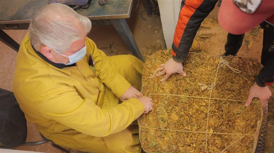 "الريجي": بدء تسلّم محاصيل تبغ البقاع