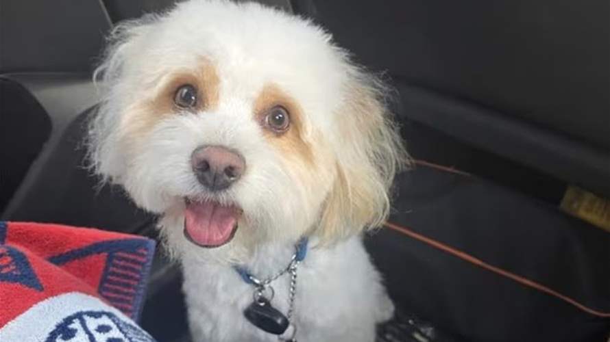 سمم كلب حبيبته السابقة أثناء سفرها للتخلص منه... ما فعله هذا الرجل صادم وهذا كان مصيره!