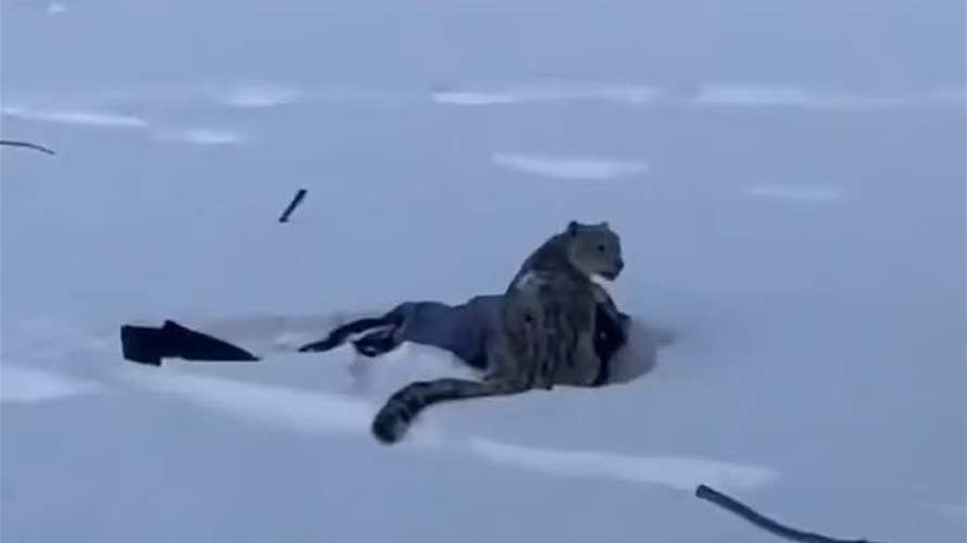 حاولت التقاط صورة سيلفي معه لكنّه انقض عليها... سائحة تتعرض لهجوم مروّع من نمر ثلجي في الصين!