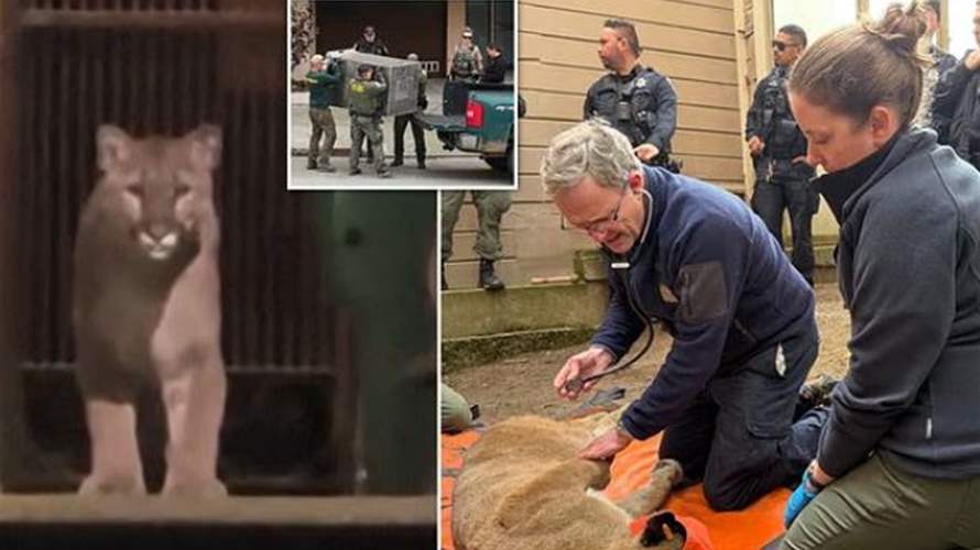 تجوّل لأيام في شوارع سان فرانسيسكو... أسد صغير يثير الخوف بين السكان وهذا مصيره! 