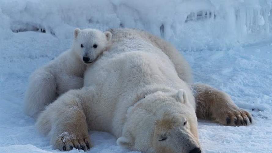 دراسة تربك العلماء: دببة قطبية تزداد بدانة رغم تسارع ذوبان الجليد وهذه التفاصيل