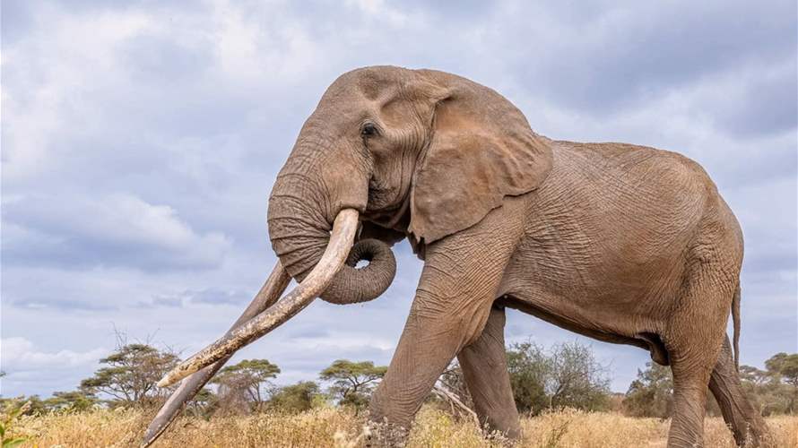 "هو ثالث شخص يتسبب أويوان بمقتله"... "فيل قاتل" يدهس رجلا ستينيا وهذه التفاصيل