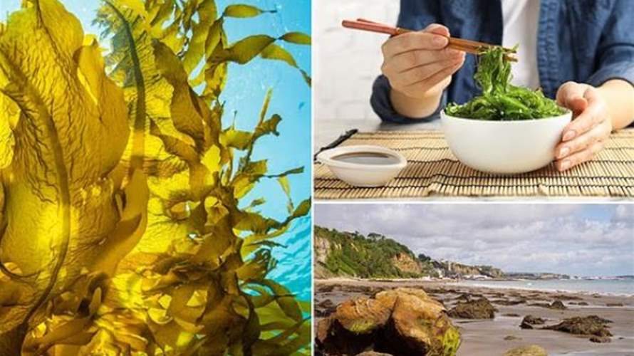فوائد مذهلة للأعشاب البحرية... تعرفوا عليها!