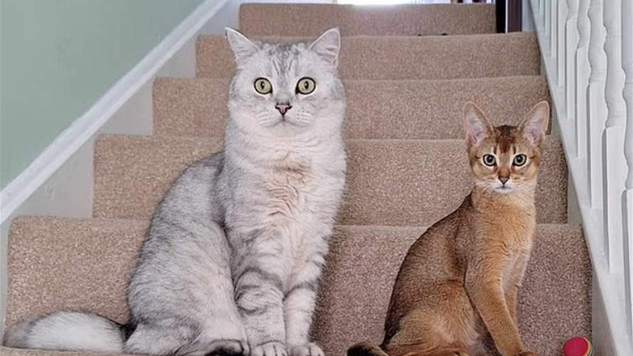 اكتشاف علمي مذهل: القطط المنزلية قد تحمل مفتاح فهم السرطان وعلاجه لدى البشر