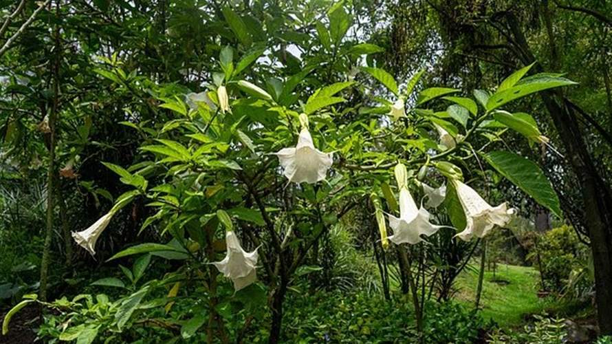 "نَفَس الشيطان"... رسائل إبستين تكشف اهتمامه بنبات مرعب يحوّل البشر إلى "زومبي" ويُفقدهم إرادتهم بالكامل