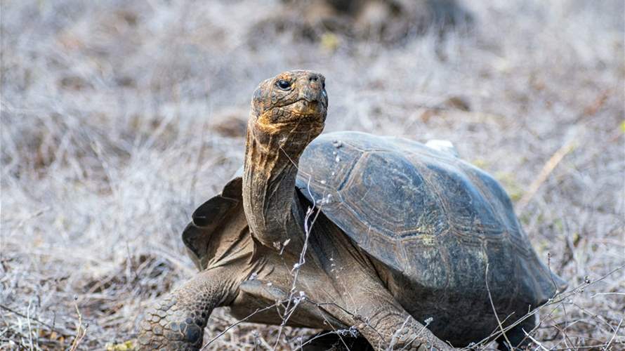 بعد أكثر من قرن على اندثارها… عودة 150 سلحفاة عملاقة إلى موطنها الأصلي في غالاباغوس