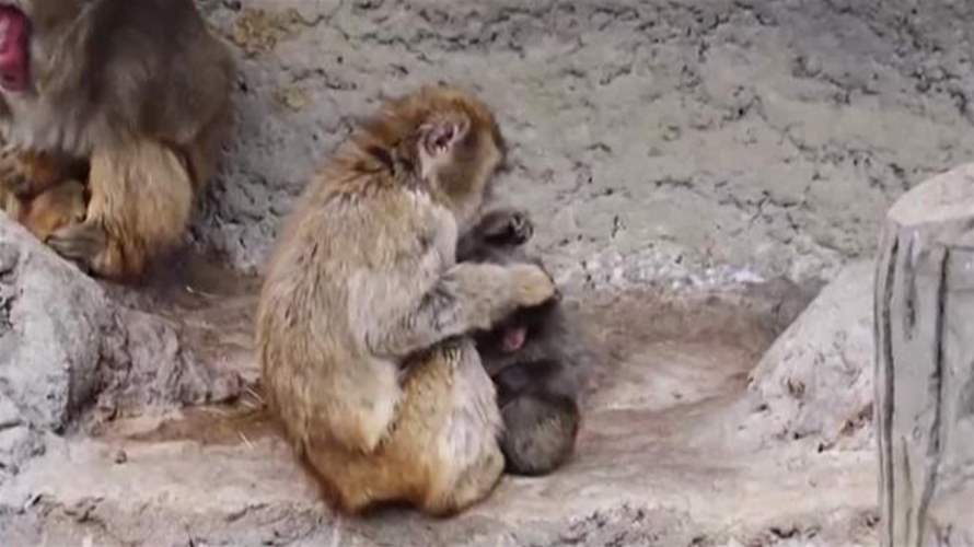 من حضن مفقود إلى ظاهرة عالمية: قصة Punch القرد الصغير