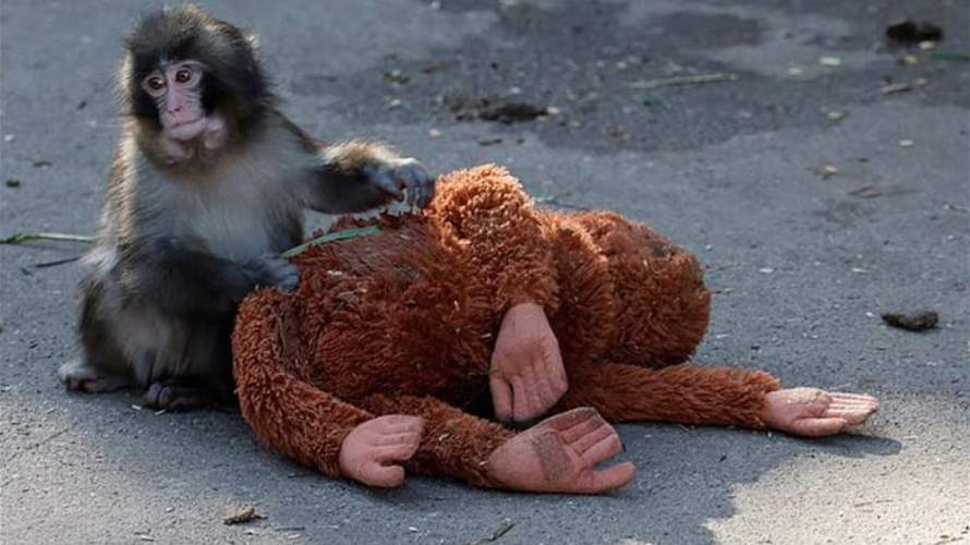 مصير مظلم ينتظر القرد "بانش" لكن بصيص أمل يلوح في الأفق… والعلماء يكشفون ما ينتظره بعيداً عن صخب الشاشات