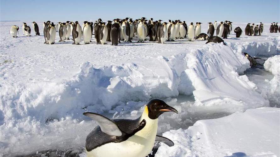 طيور البطريق الإمبراطوري على وشك الانقراض... صور الأقمار الصناعية تكشف عن عواقب "كارثية"
