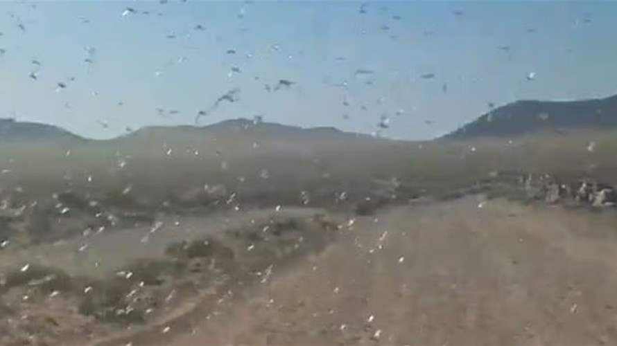 الجراد يحاصر جزر إسبانيا... غزو مخيف يثير الرعب بين السياح! (فيديو)