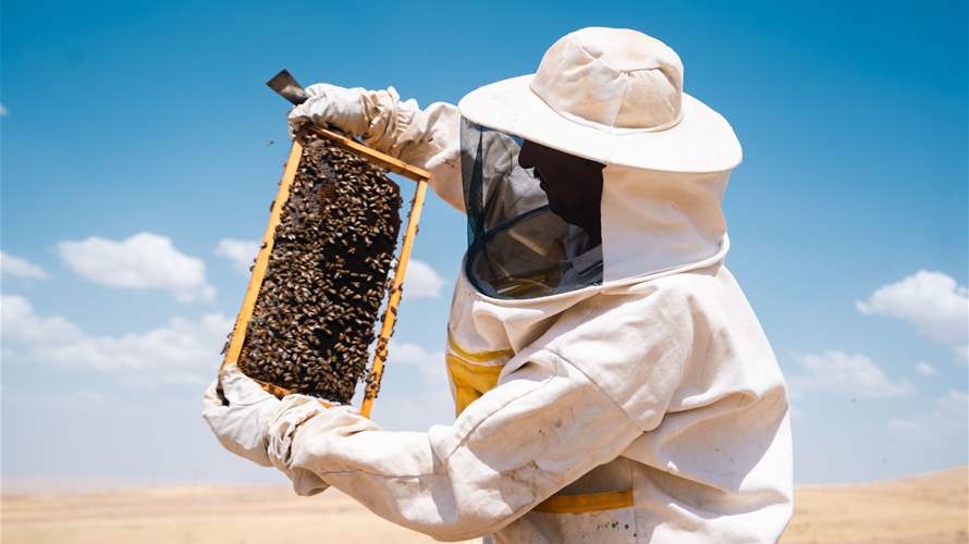 After the war, empty hives: Southern Lebanon’s honey industry on the brink