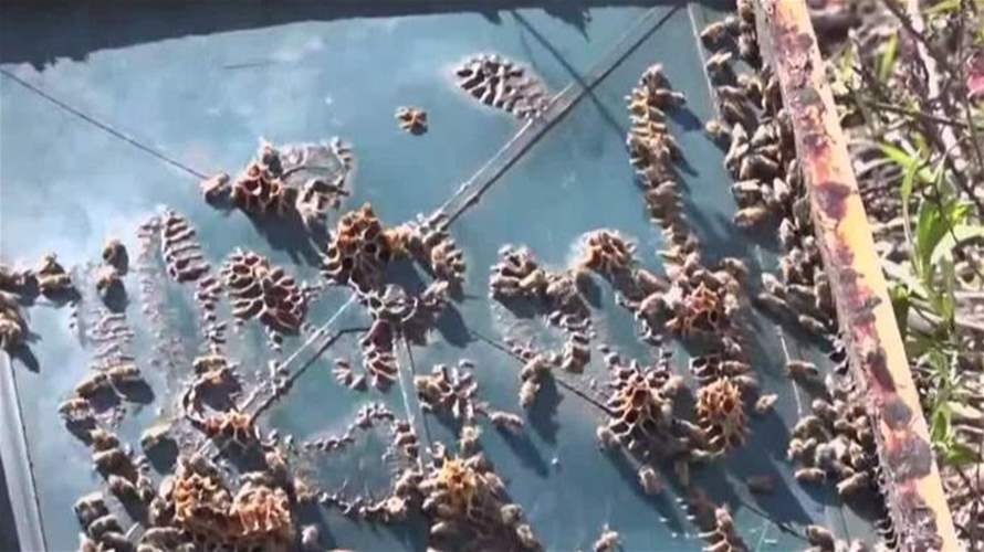 قطاعُ النحلِ والعسلِ في الجنوب... واقعٌ مدمّرٌ بعدَ القصف الإسرائيليّ