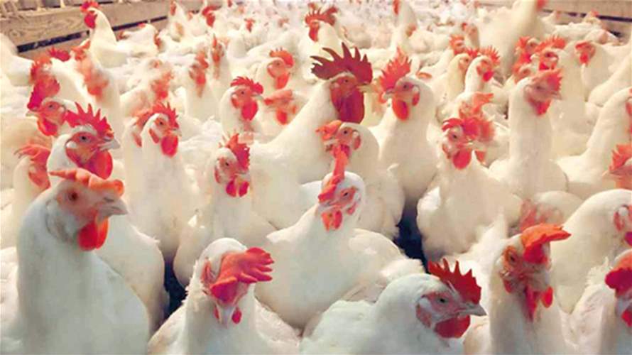 النقابة اللبنانية للدواجن تطمئن: الدجاج متوافر بوفرة في الأسواق