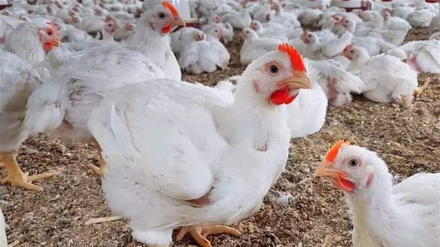 نقابة الدواجن تطمئن: الدجاج متوافر في الأسواق اللبنانية وأسعاره مستقرة رغم الحرب