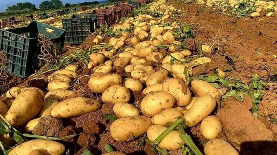 مزارعو البطاطا في عكار: دعم قرار تنظيم الاستيراد والمطالبة بكشف مخزون التجار