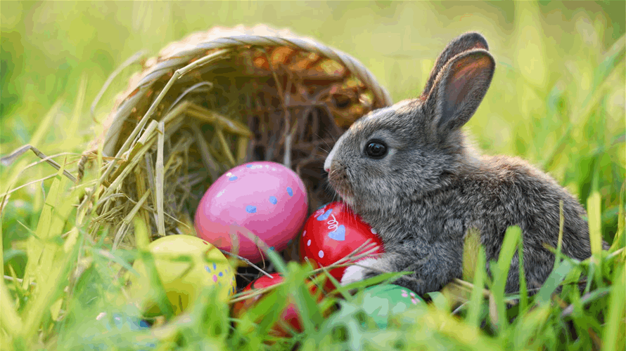 بين الأسطورة والدين... هكذا أصبح الأرنب والبيض الملوّن من رموز عيد الفصح