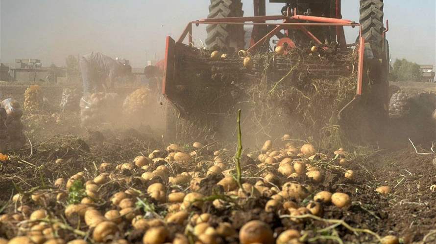 مزارعو البطاطا في عكار يطالبون بفتح الأسواق والتسهيلات لتصدير الإنتاج
