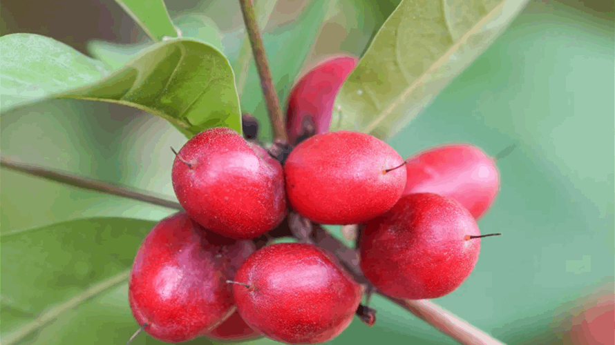 "فاكهة المعجزة" تُخفّف معاناة مرضى السرطان… أمل جديد خلال العلاج الكيميائي