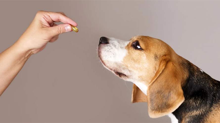 وداعا لشيخوخة الحيوانات الأليفة... عقار جديد يمهد الطريق لإطالة عمر الكلاب!