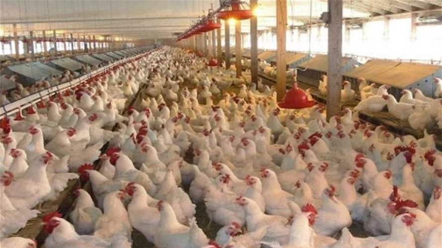 بطرس يكشف عن أرقام قياسية لقطاع الدواجن في العام 2026: إمدادات الدجاج تفيض عن حاجة السوق المحلي والأسعار تنخفض 30%  