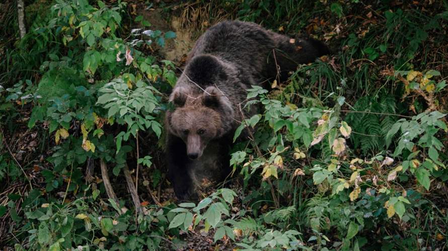حادثة مروعة... مقتل امرأة هاجمها دب في هذا البلد 