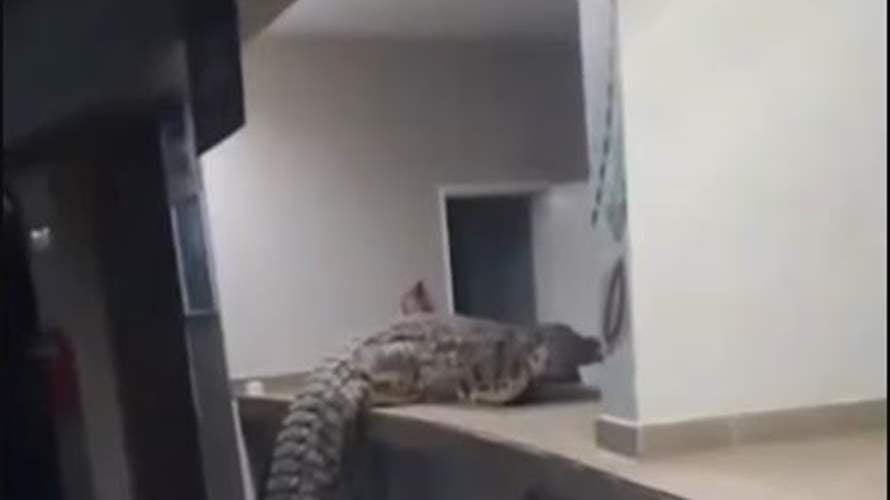فيديو يوثّق لحظة مرعبة... تمساح ضخم يتسلل إلى فندق فاخر في زيمبابوي: إليكم ما حصل!