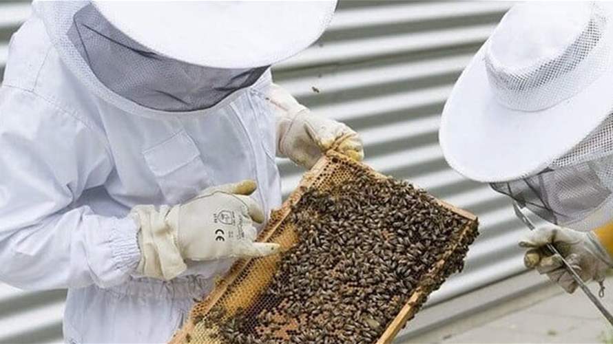 نقابة مربي النحل في الجنوب: قرار الوزارة لتنظيم القطاع لا يراعي الواقع والتحديات ويجب إعادة درسه